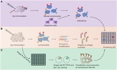 Advances in the Isolation of Specific Monoclonal Rabbit Antibodies